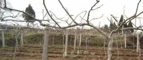 猕猴桃现在清园，绝对亏不了