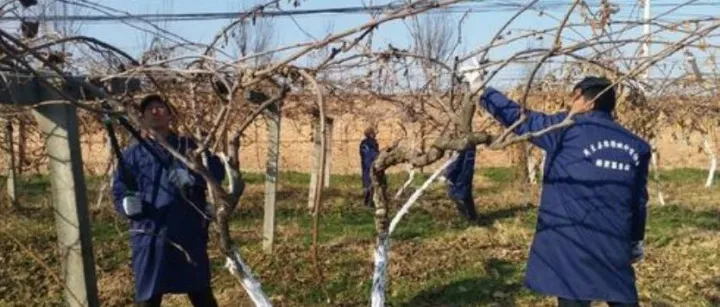 猕猴桃「六步冬剪法」，简单易上手！