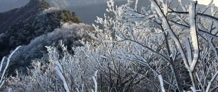 太子尖雾凇上线！运气好还能看到三景同框～去之前千万别忘记……
