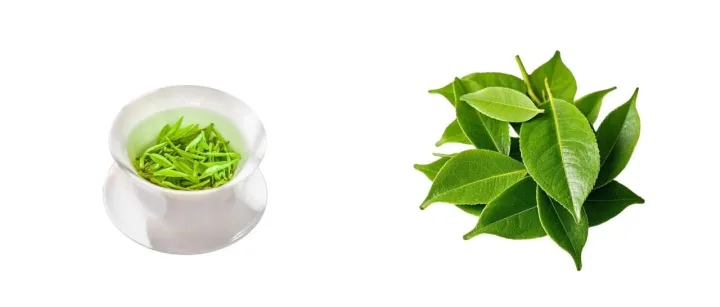 “取个<em>茶</em>系的<em>微</em><em>信</em>昵称”🪴