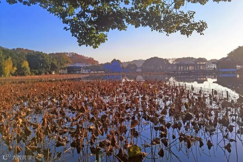 暖阳下的曲院风荷冬色