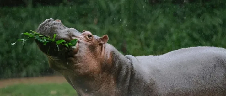 语言桥译配 | 联名“河马”了？？？