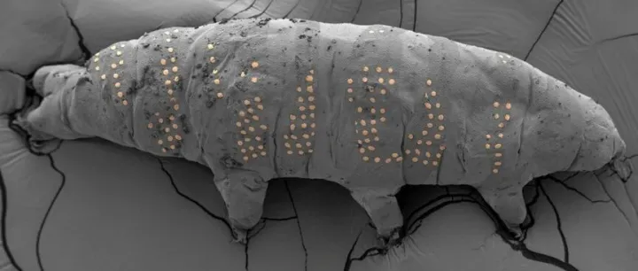 Nature发布年度最佳科学图片，西湖大学“纹身水熊虫”入选