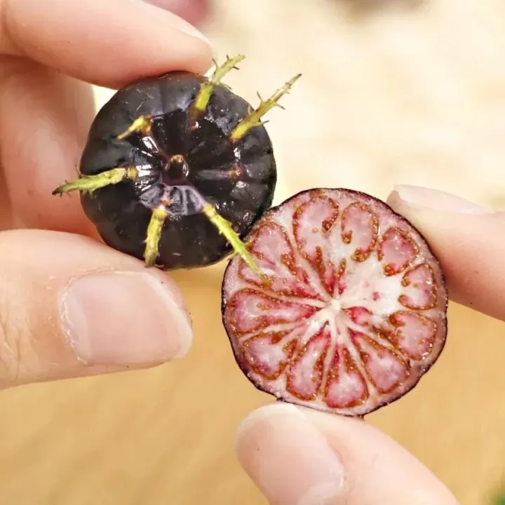 【云南红果参】长了脚的云南野果？罕见！鲜脆！莓果味爆表！