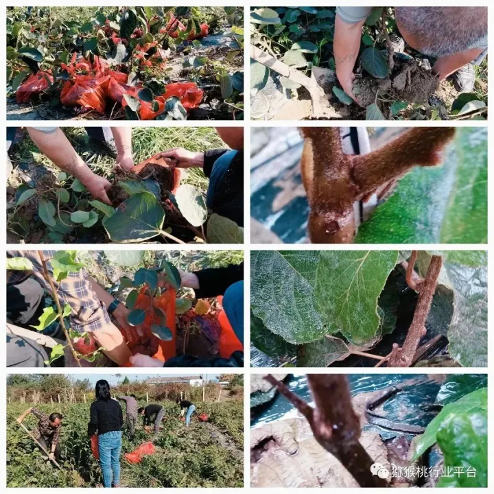 专供特级猕猴桃苗，包质量 包技术 包成活 包纯度