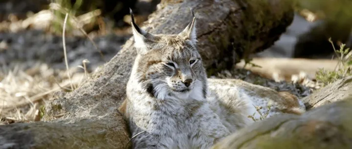 语言桥译配｜镜头直击“林雪猁”