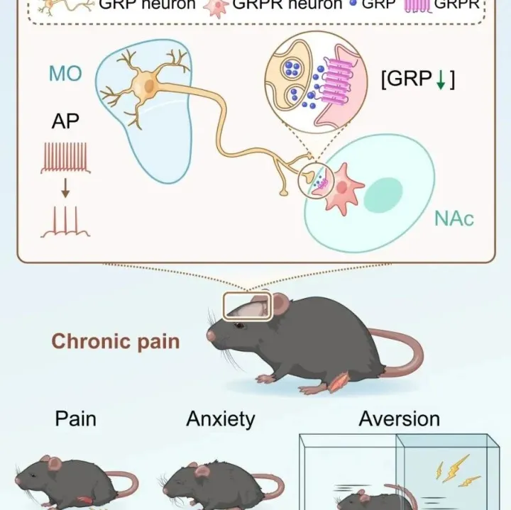 Sci Adv | 为什么慢性疼痛总是痛在身上闷在心里？同济大学熊利泽/高霄飞/冯恩铎团队揭示慢性疼痛与负性情绪的共同元凶