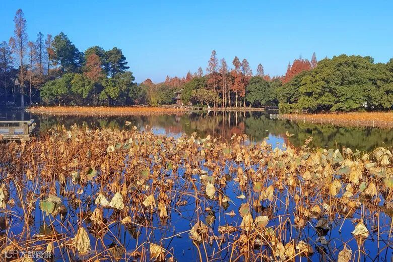 暖阳下的曲院风荷冬色
