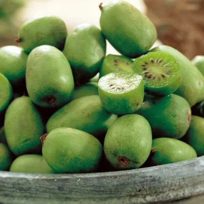 软枣猕猴<em>桃</em>应该怎么种?