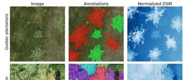 NIPS 2025 | 三大森林数据集验证！BalSAM：SAM 提示学习 + DSM，重塑树冠实例分割范式