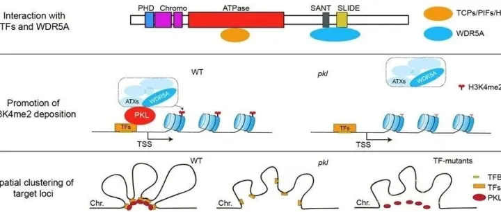 NAR | 北京大学朱丹萌课题组与合作者揭示染色质重塑因子PKL介导的染色质状态调控分子机理