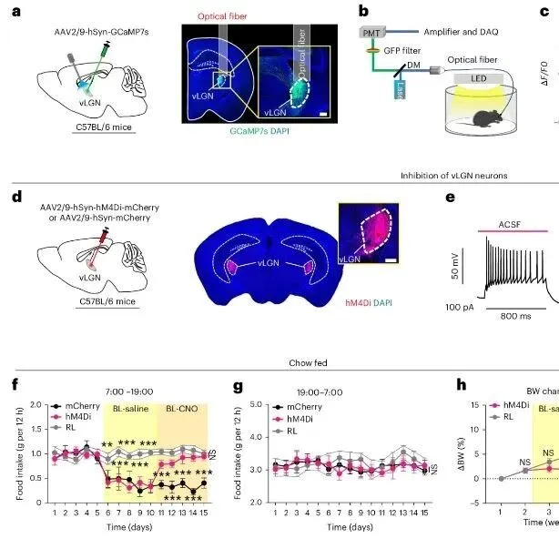 暨南大学黄鲁/任超然/陶倩/林嵩合作最新Nature子刊