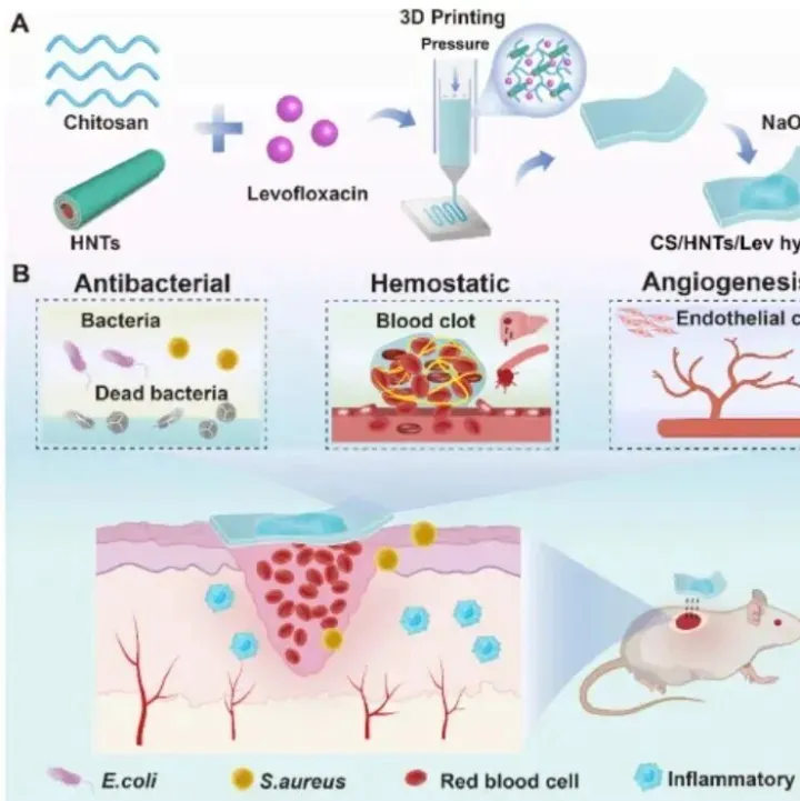 Bioact Mater丨暨南大学刘明贤研究表明3D打印管状纳米粘土能增强壳聚糖水凝胶抗菌作用，可用于止血和感染伤口愈合