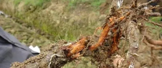 猕猴桃出现"烂根、死根"，80%是这五大原因！