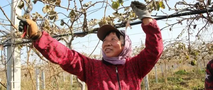 猕猴桃冬剪后就撒手不管了，难怪不丰产！必须注意这一细节