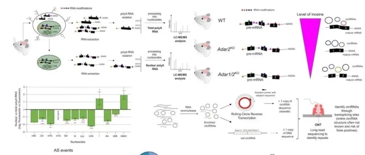 牵一发而动全身！北京脑科学与类脑研究所 Koziol 团队最新研究揭示大脑RNA修饰间的全局性“多重奏”