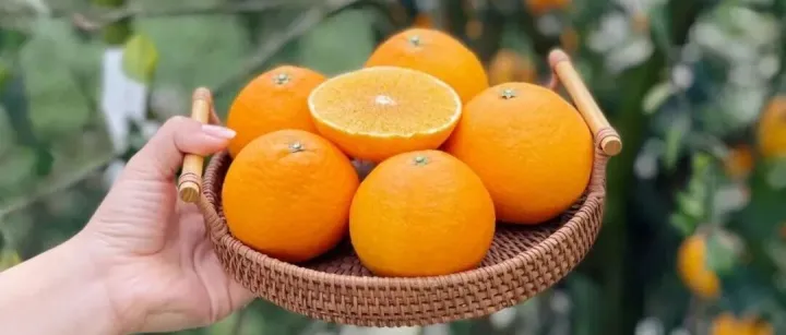 【红美人柑橘】等待一年的红美人！果汁像瀑布！橘、橙、柚的优点它都有！