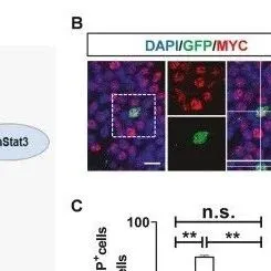 Cell Death Differ | 澳门大学团队研究发现FMRP通过STAT3-MYC通路调控成人神经发生与认知功能
