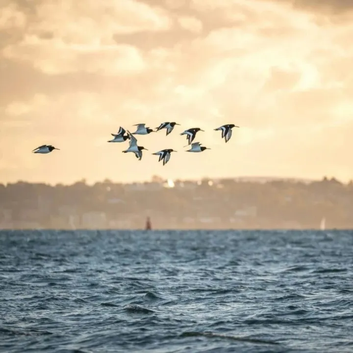 “投资整装企业”？志邦家居辟谣