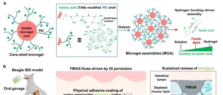 Sci Adv | 南方医科大学李勇等开发新型的流体微凝胶，缓解小鼠与犬类结肠炎模型炎症