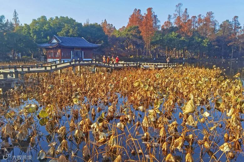 暖阳下的曲院风荷冬色