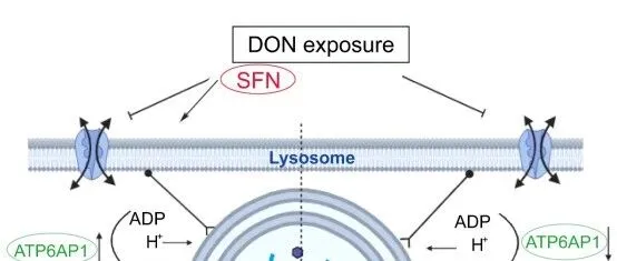 扬州大学包文斌教授团队解析萝卜硫素（SFN）缓解呕吐毒素（DON）诱导猪肠道损伤新机制