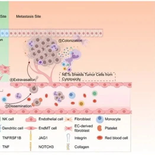 Hepatology | 北京协和医学院赵海涛等合作揭示肝内胆管癌肝转移的时空格局