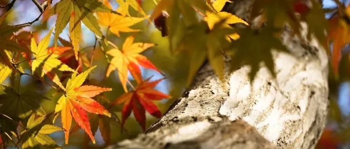 为什么一到秋天就要搞搞搞事情？