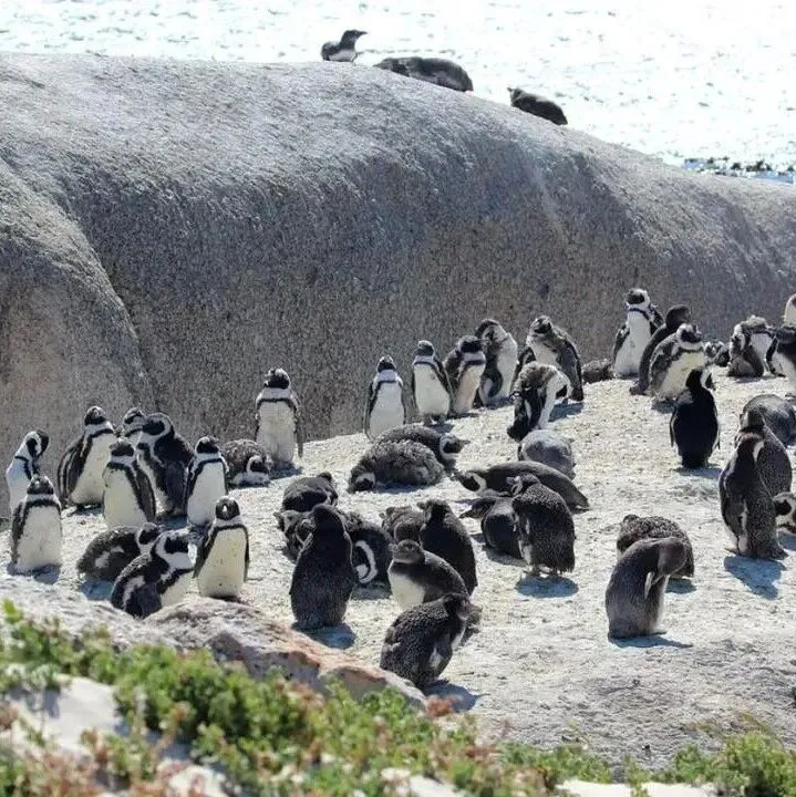 南非公共工程部：沒有規(guī)劃沒有許可 維魯拉姆神廟倒塌事件存在諸多失誤