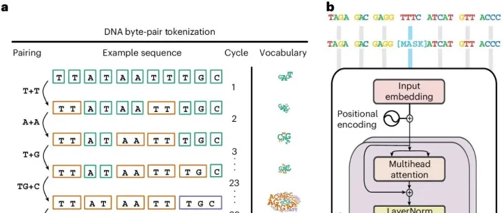 Nature 子刊 | DNA也能用语言模型读懂！染色质状态与复制时序上区分语境，阐明功能编码机制