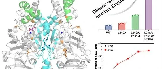 杨建明/梁波课题组等JAFC｜亚基界面工程改造提高 FAH 家族二聚体脱水酶催化效率