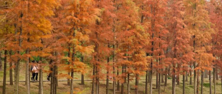 Shapingba: Metasequoia forests like a painting