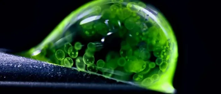 Nature公布2025年度最佳科学图片，西湖大学新晋院士团队成果入选！