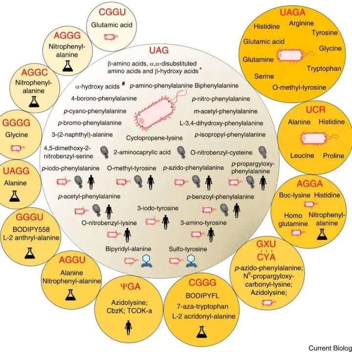 <em>Current</em> Biology | 长篇综述：标准遗传密码表的变异与演化
