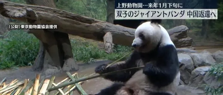 大熊猫提前返还中国冲上日本热搜，日本网民却口嫌体直：“谁稀罕啊！”