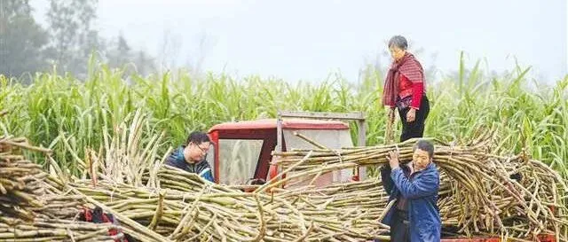 “Sweet <em>industry</em>” boosts local incomes