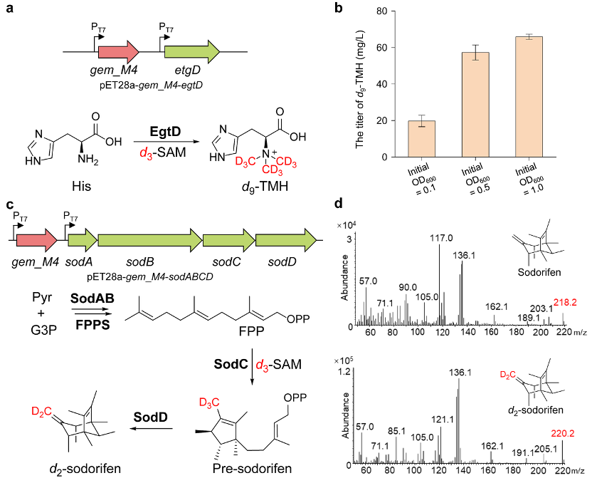 瑞士巴塞尔大学Seebeck组JACS|基于精简SAM循环的大肠杆菌工程菌构建及应用- 大数跨境