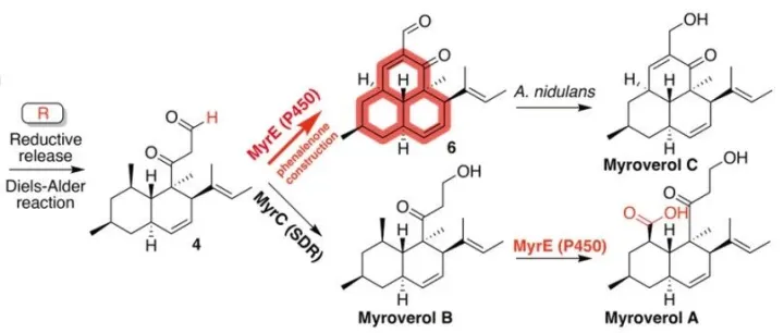 福建师大李力/上交唐满成合作OL | 一条基因簇两类骨架-P450介导还原型萘嵌苯酮衍生物合成