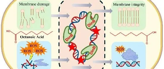 天大曹英秀/房立霞 ACS Synth Biol｜超突变大肠杆菌加速辛酸适应性进化