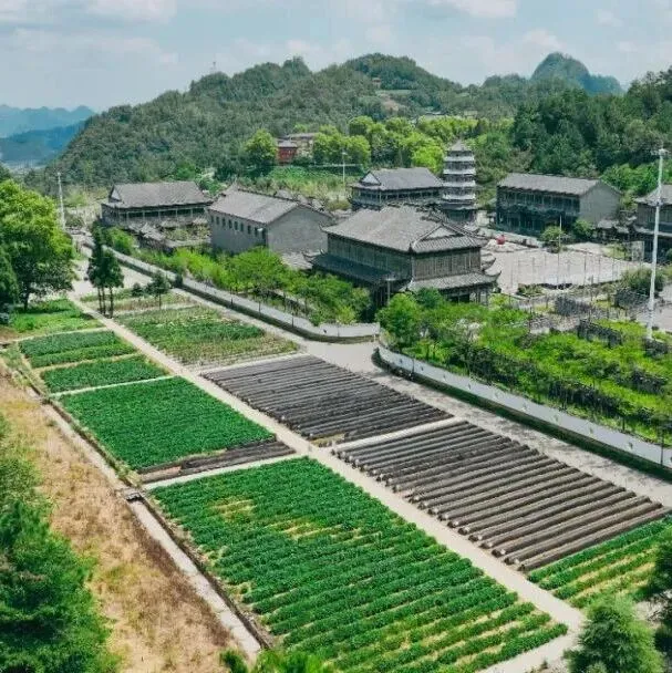 会员丨都匀毛尖打响“基因保卫战”