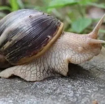 【检验检疫】别碰！这个蜗牛有毒！