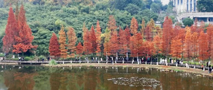 Yongchuan: Picturesque dawn redwood forest in <em>winter</em>
