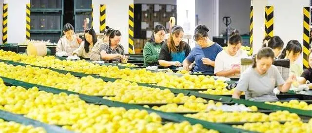 <em>Golden</em> season for lemons brings brisk processing and sales