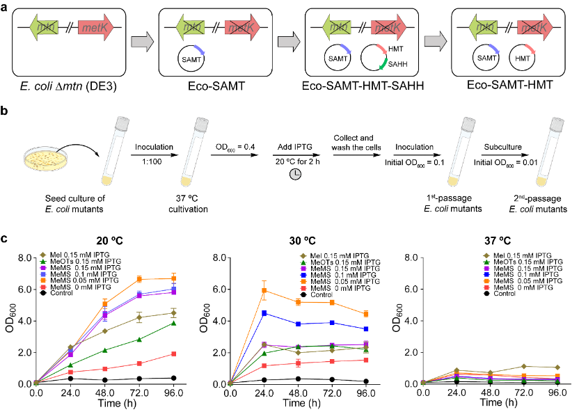 瑞士巴塞尔大学Seebeck组JACS|基于精简SAM循环的大肠杆菌工程菌构建及应用- 大数跨境
