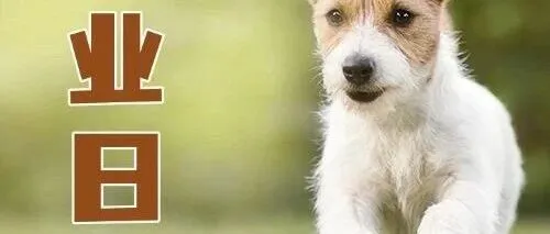 宠业日报 | 爱肯拿参与推动上海宠物友好生态建设，沈阳家博会首设“宠物空间”