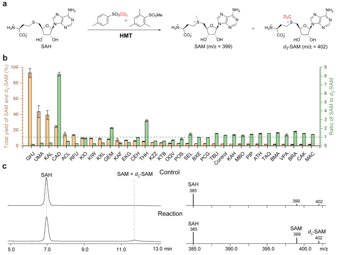 瑞士巴塞尔大学Seebeck组JACS|基于精简SAM循环的大肠杆菌工程菌构建及应用- 大数跨境
