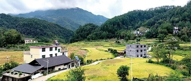 Qianjiang: <em>Golden</em> waves of rice herald a bountiful harvest