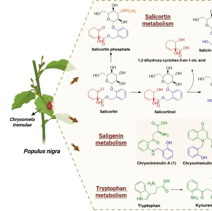 叶甲巧用色氨酸，破解杨树“化学防御盾”
