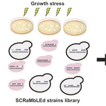 天大元英进院士/吴毅团队Nat Com | 人工染色体重排-依赖于基因剂量的非线性多基因相互作用在非整倍体表型形成中的重要作用