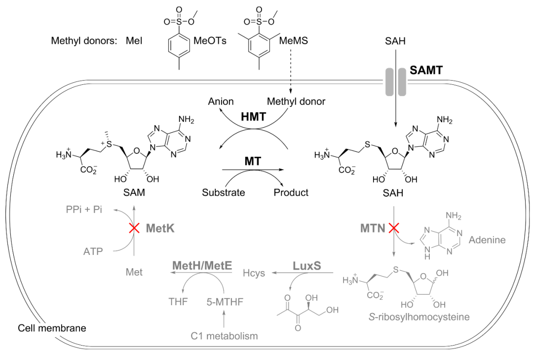 瑞士巴塞尔大学Seebeck组JACS|基于精简SAM循环的大肠杆菌工程菌构建及应用- 大数跨境
